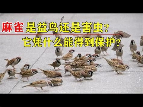 麻雀代表什麼